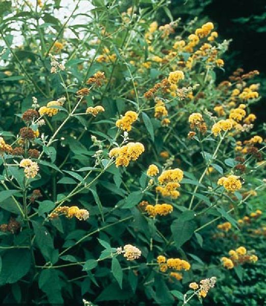 Buddleja x weyeriana "Sungold"
